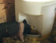 Waterers - Sioux Steel Utility Hog Waterer - Sioux Steel