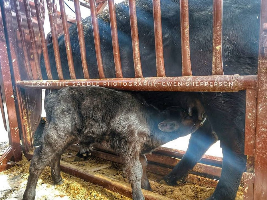 Cattle Chutes - Sioux Steel XL Hydraulic Squeeze Chute - Sioux Steel